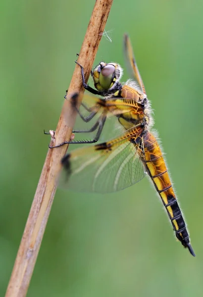 Nahaufnahme Von Wanzen Der Wilden Natur — Stockfoto