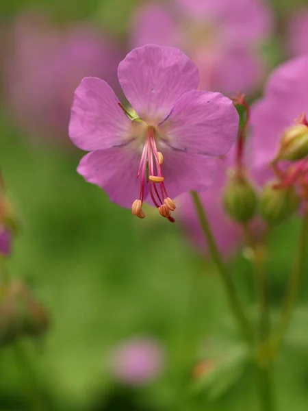 Beautiful Botanical Shot Natural Wallpaper — Stock Photo, Image