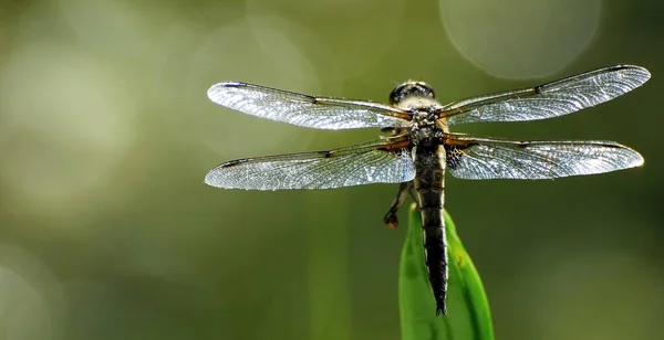 Insetto Libellula Odonata Fauna — Foto Stock