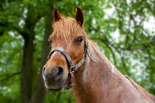 Retrato Cavalo Campo — Fotografia de Stock