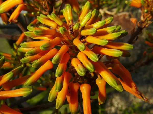 Aloes Buhrii Południowa Afryka — Zdjęcie stockowe
