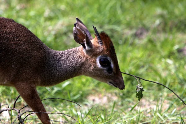 Dikdik Kis Aranyos Szarvas Állat — Stock Fotó