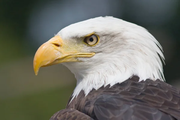 scenic view of majestic bald eagle at wild nature