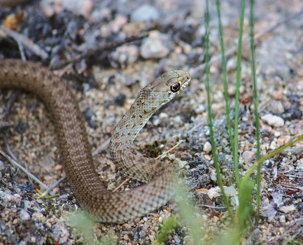 Gros Plan Lézard Dans Habitat Concept Sauvagerie — Photo