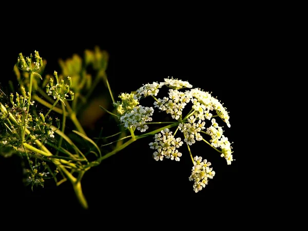 Mimosa Flores Sobre Fondo Negro — Foto de Stock