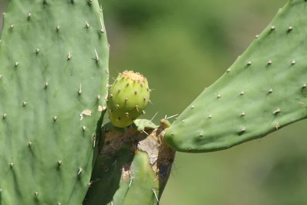 Kaktusznövény Szúrós Kaktusz Flóra — Stock Fotó
