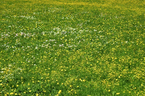 Blommande Alpäng Tyrolen Österrike — Stockfoto