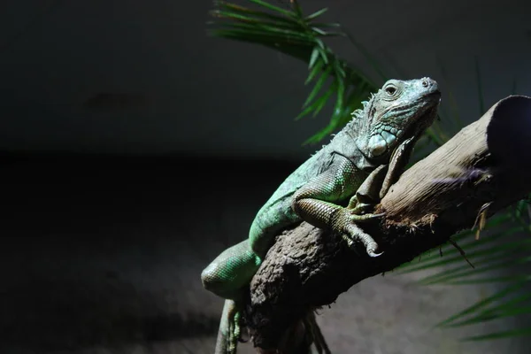 Close Lizard Habitat Wildness Concept — Stock Photo, Image