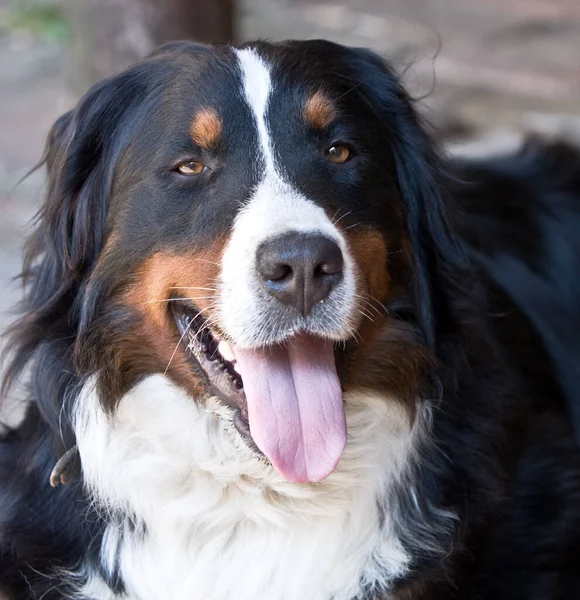 Portret Van Een Berner Sennenhunde — Stockfoto