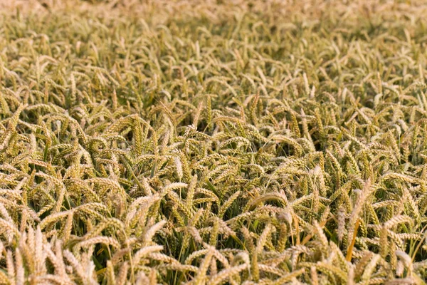 Зерно Пшеница Уши — стоковое фото