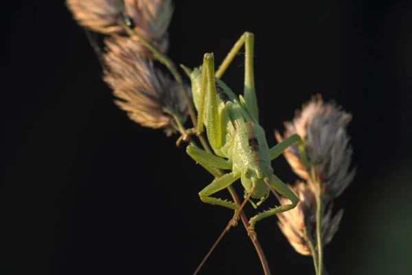 Close Macro View Van Sprinkhaan Insect — Stockfoto