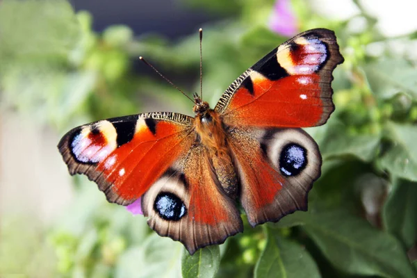 Pavão Olho Borboleta Flora Inseto — Fotografia de Stock