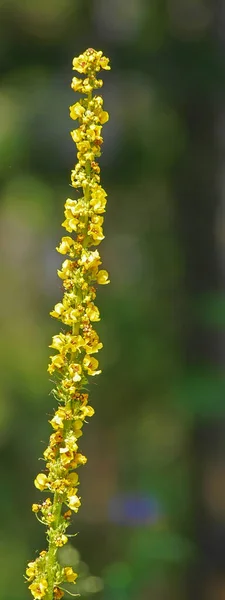 異なる花 選択的焦点 — ストック写真