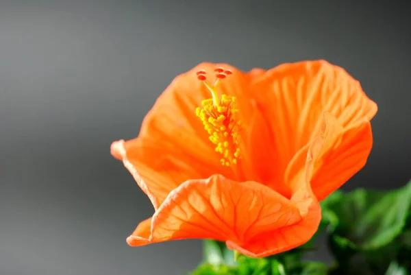 Landschaftlich Schöne Bunte Hibiskusblüte — Stockfoto