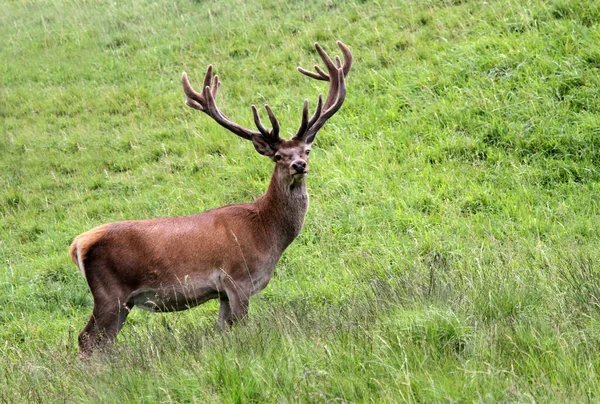 Rood Hert Het Veld — Stockfoto