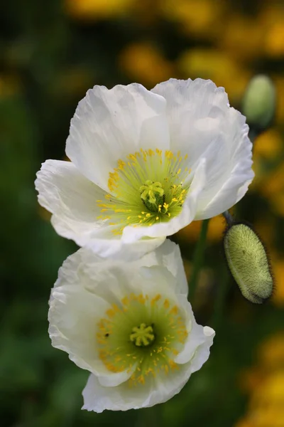 Fleurs Champ Fleurs Pavot — Photo