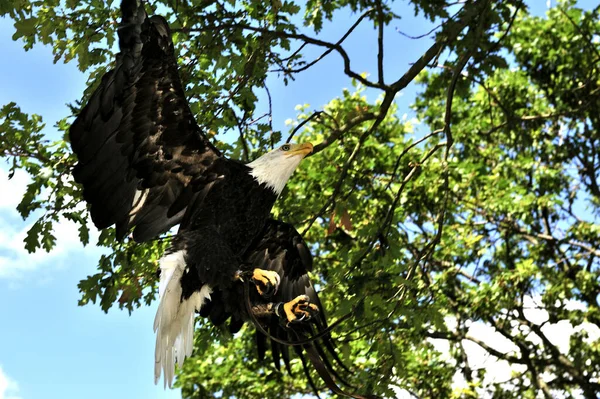 Vista Panorámica Del Águila Cabeza Blanca Naturaleza Salvaje — Foto de Stock