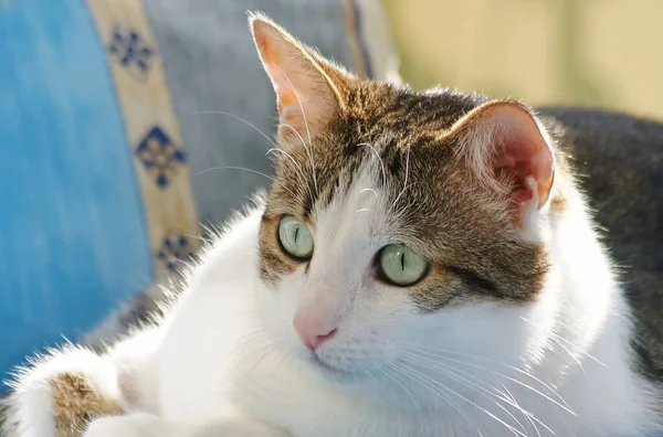 Schattig Kat Vloer — Stockfoto