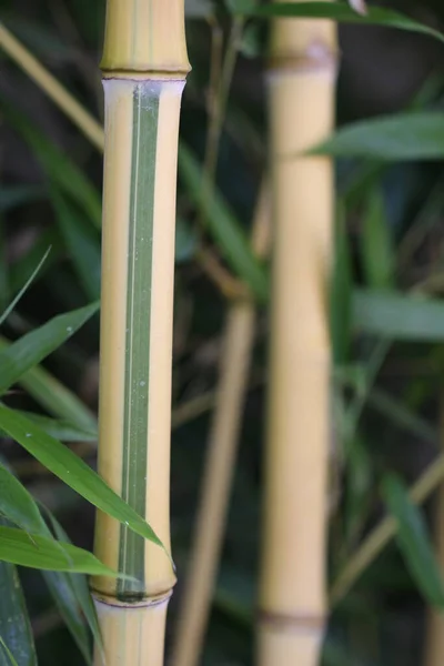 Planta Bambú Jardín — Foto de Stock