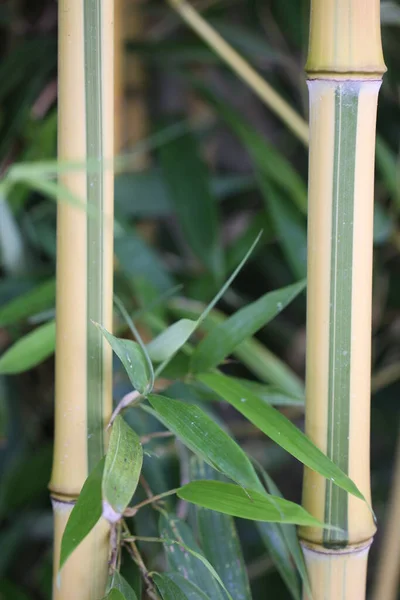Bambuväxt Trädgården — Stockfoto