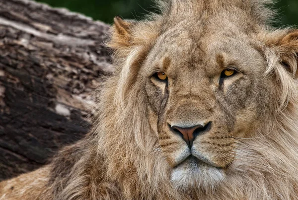 Löwe Gefährliches Tier Der Natur — Stockfoto