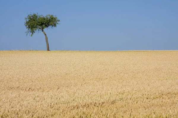 Campo Trigo Dourado Verão — Fotografia de Stock