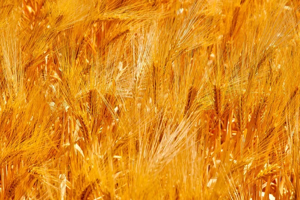 Campo Trigo Dorado Cerca — Foto de Stock