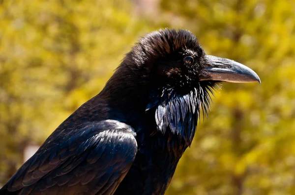 Bird Watching Uccello Carino Natura Selvaggia — Foto Stock