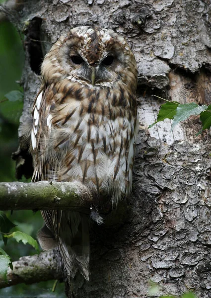 Schöne Waldnatur Hintergrund — Stockfoto