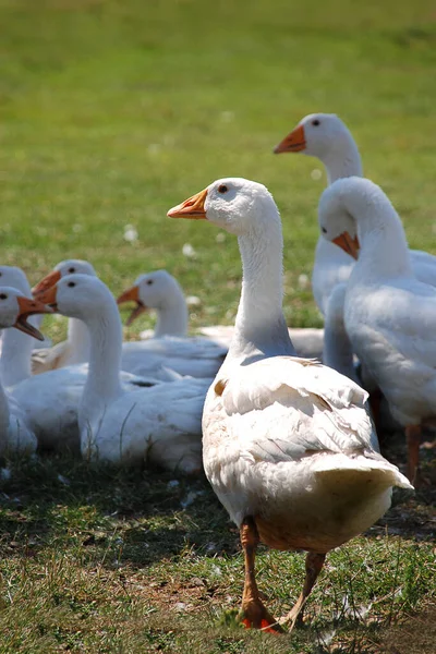 Schilderachtig Uitzicht Ganzen Natuur — Stockfoto