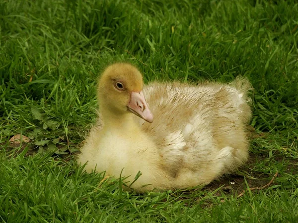 Two Ducks Grass — Stock Photo, Image