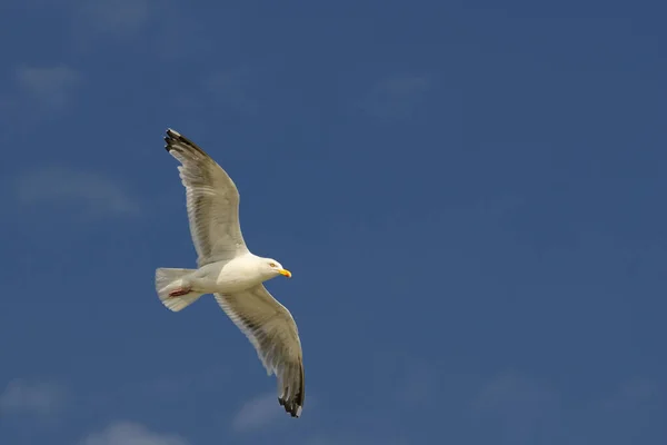 Vue Panoramique Bel Oiseau Nature — Photo