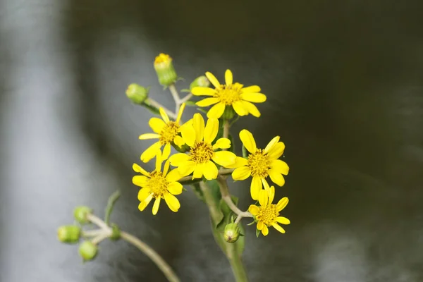 Желтые Цветы Саду — стоковое фото