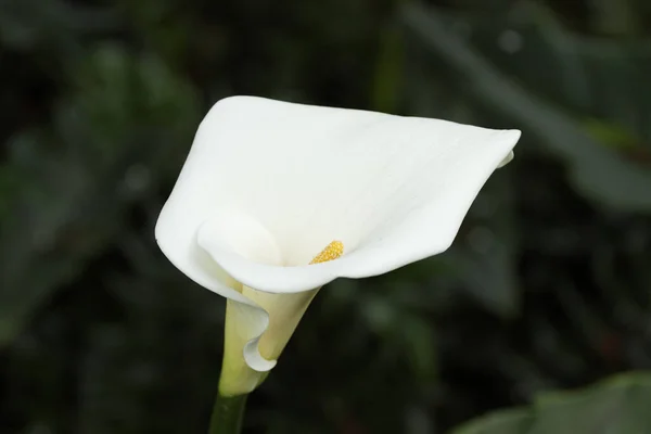 Mooi Botanisch Schot Natuurlijk Behang — Stockfoto