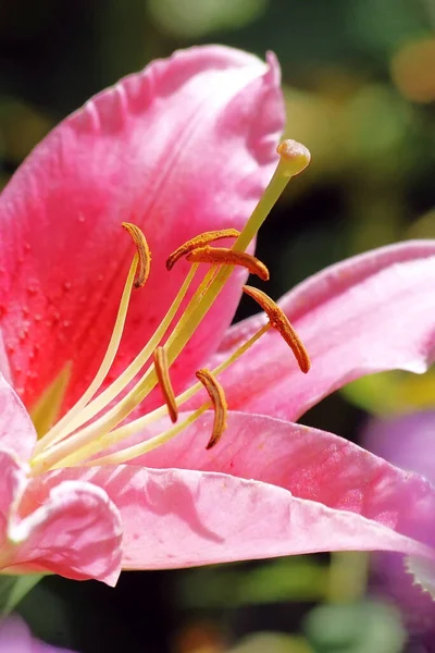 Krásná Botanická Flóra Okvětní Lístky Lily — Stock fotografie