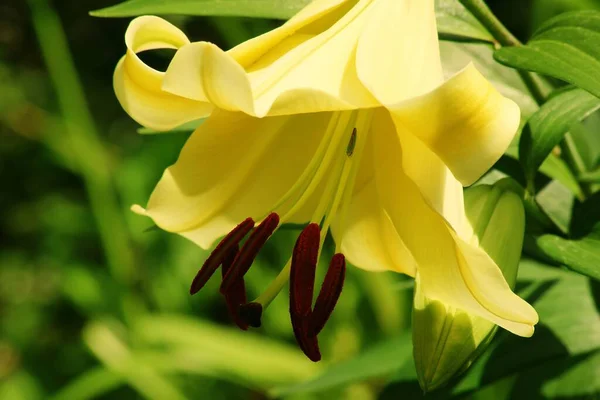 Красивая Ботаническая Флора Лепестки Цветов Лили — стоковое фото
