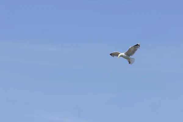 Scenic View Beautiful Bird Nature — Stock Photo, Image