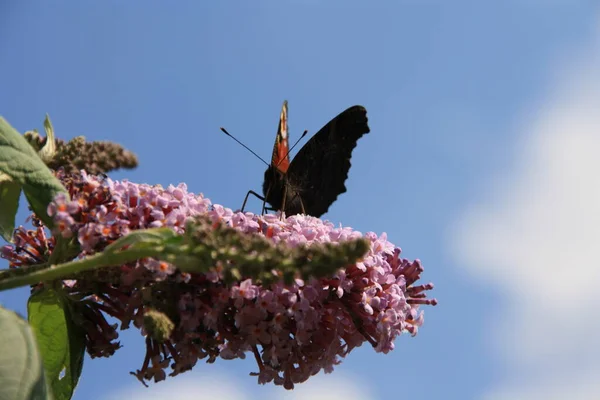 Çiçek Üzerindeki Küçük Kelebek Yabanilik Konsepti — Stok fotoğraf