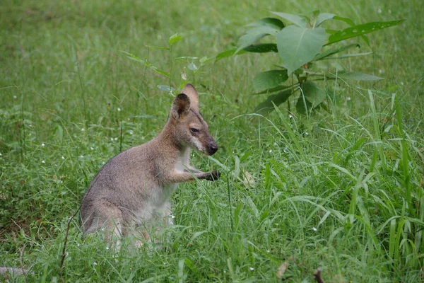 Wallaby Het Gras — Stockfoto