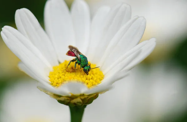 Goldwespe Chrysis Inflnita — Stockfoto