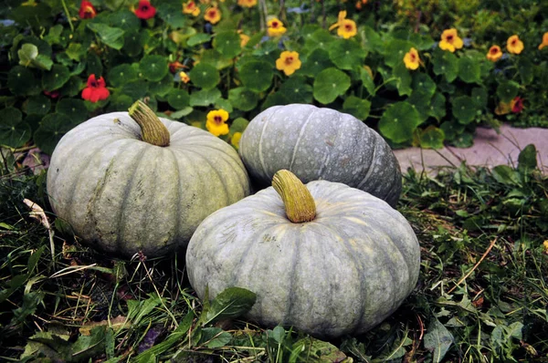 Calabazas Jardín —  Fotos de Stock