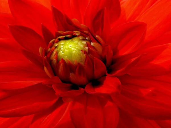 Yaz Çiçeği Botanik Bitki Örtüsü — Stok fotoğraf