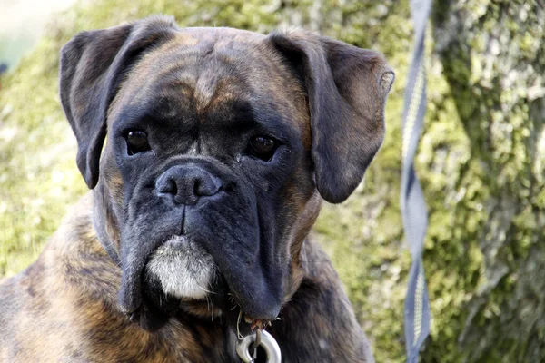 Portret Van Een Schattige Hond — Stockfoto