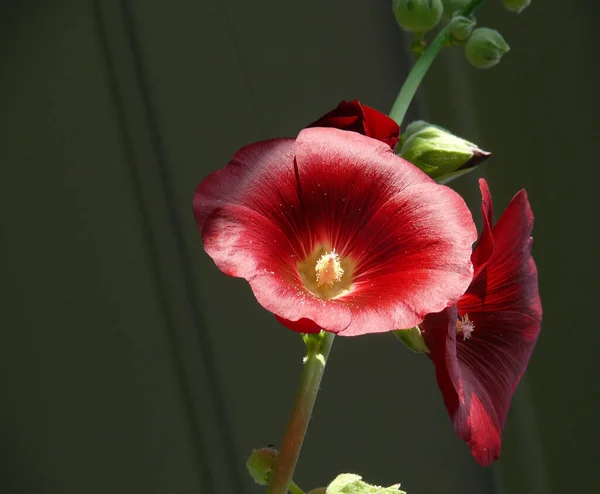 Διαφορετικά Λουλούδια Επιλεκτική Εστίαση — Φωτογραφία Αρχείου
