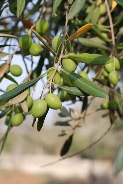 Aceitunas Alimento Vegetal — Foto de Stock