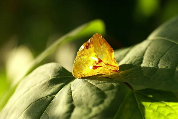 Close Green Leaf Flower — стоковое фото
