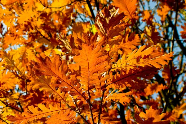 Hermoso Follaje Colorido Otoño —  Fotos de Stock