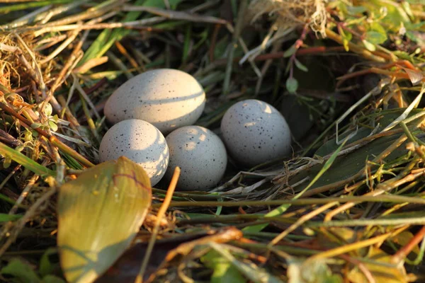 Oiseau Année 2001 Des Quatre Œufs Éclos — Photo