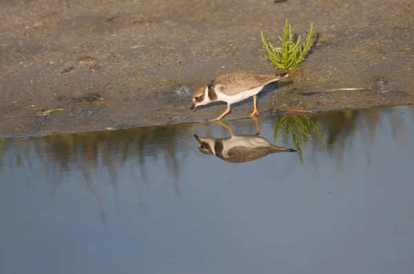 Vista Panorámica Hermoso Pájaro Naturaleza — Foto de Stock