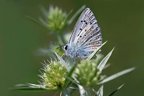 Pequeña Mariposa Flor Concepto Salvajismo — Foto de Stock